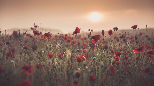 Poppy field at sunrise, Brandenburg, Germany, Europe