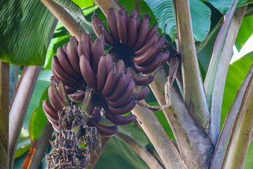 A close-up of a vibrant cluster of purple bananas (Musa acuminata) still attached to the tree, set against lush green leaves. Perfect for nature, agriculture, and exotic fruit themes