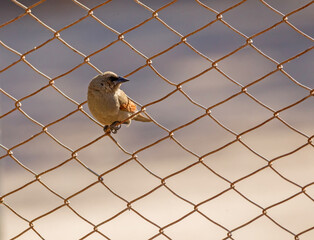 Grayish Baywing ( muscovy thrush ) posing in backlight on a public fence