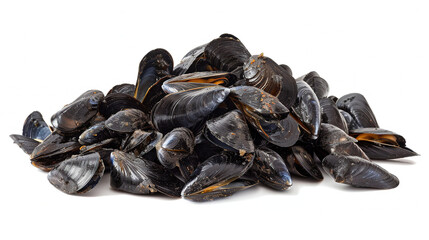 fresh shells on a white background