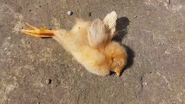 footage of a brown chick dying and lying on the ground because it was infected with the bird flu virus or H5N1
