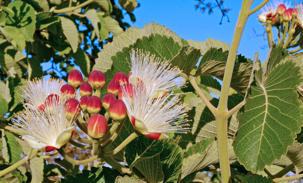 The pequi flower, Caryocar brasiliensis.  Pequi is an edible fruit which tree grows up to 10 m (30 ft) tall. It is common in central Brazilian Cerrado habitat  Bras&iacute;lia, Brazil, 2019