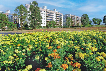 Garden of Tagetes patula at Southwest neighborhood. Brasília, Brazil, 2019