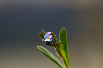 forget me not flower close up
