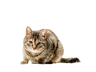 A cute tabby cat is sitting on a white background. Portrait of a brown color pet.