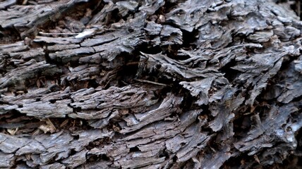 dark brown old wood tree texture. vintage.classic