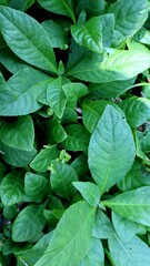 fresh green leaves group for texture background