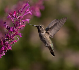 hummingbird on flower