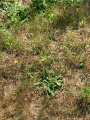Dandelions on the ground