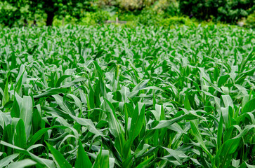maiz, siembra, arboles de maiz, plantas, plantacion, verde, plantio de maiz, pasto