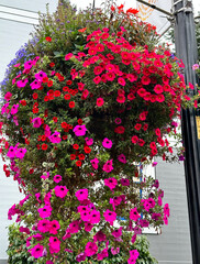 Huge, beautiful hanging basket floral designs adorning the Main Street in Toledo Oregon.