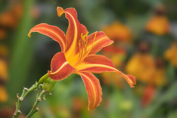 Taglilien (Hemerocallis) Regentropfen © AnnaReinert