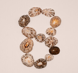 Number 8 made with seashells on white background