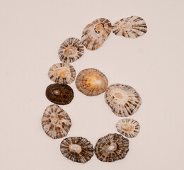 Number 6 made with seashells on white background