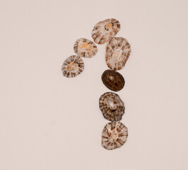 Number 1 made with seashells on white background