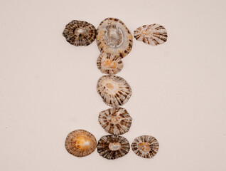I letter made with seashells on white background
