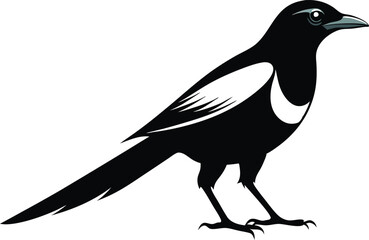 magpie silhouette vector art illustration 