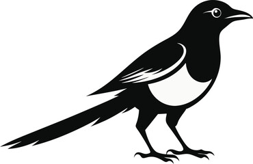 magpie silhouette vector art illustration 