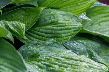 natural plant background. huge green hosta leaves with drops after rain close-up, exotic flowers 