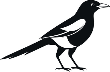 magpie silhouette vector art illustration 