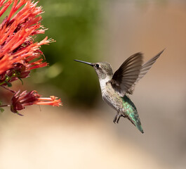 hummingbird with red flowers