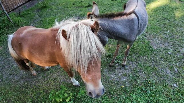 Video von einem Pony und einem Esel auf einer Wiese