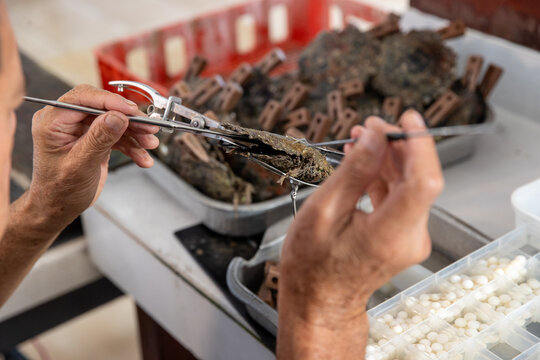 A worker inserts a nucleus in a pearl shell to create a Tahitian black pearl.