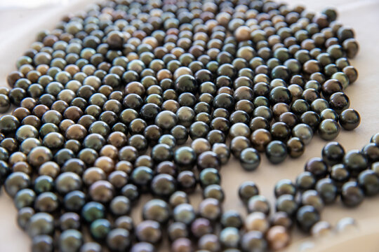 Hundreds of Tahitian black pearls at a jewelry store in Tahiti. 