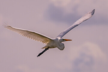 Great Egret in Flight