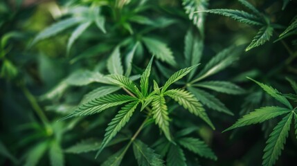 A close-up shot of a lush, vibrant cannabis plant with fresh green leaves basking in natural light, representing the growth and cultivation of medicinal and recreational cannabis.