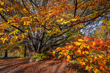 Naklejka premium Autumn beech.