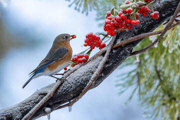 Bluebird perched on a snow-covered vine eating a red berry