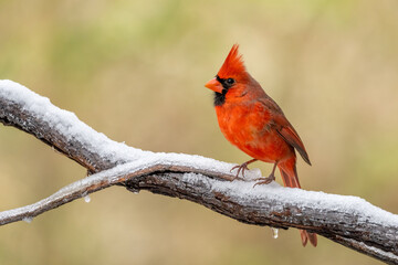 A male cardinal perched on a snow-covered tree branch