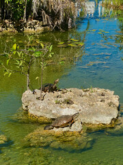 Sunbathing Turtles in Varadero, Cuba 