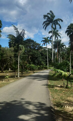 palm trees on the beach