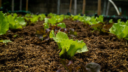 Vegetable seedlings grown in organic soil are growing bright green leaves.