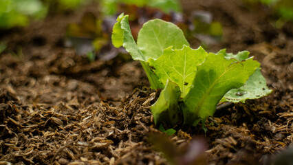 Vegetable seedlings grown in organic soil are growing bright green leaves.
