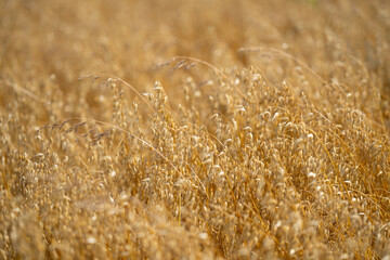 Fototapeta premium Agriculture season. Autumn harvest. Oat field. Ears of oats in field. Field of oats. Field landscape. Oatmeal. Background of oat oats.