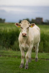 Cow on pasture. White cows on dairy milk farm. Cattle grazing in a field. Cows on grass pasture. Cow grazing on farmland. Livestock animals. Cow grazing on farmland.