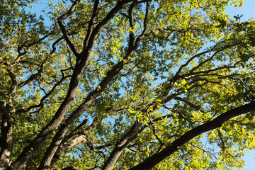 Forest landscape. Summer fairy forest with bright sunny rays shining through the trees for publication, poster, calendar, screensaver, wallpaper, post, banner, cover. High quality photo