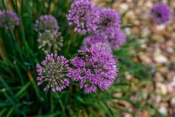 Multiple, purple, allium flowers with a bumblebee on the flower head.
