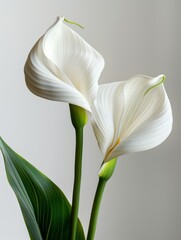 A close-up photograph of two elegant white calla lilies with green leaves, showcasing their delicate petals and natural beauty, set against a soft neutral background.