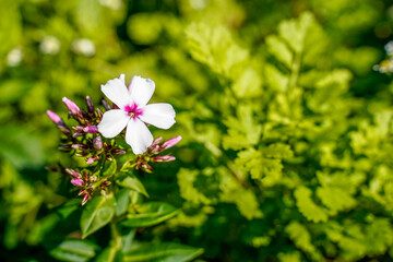 Phlox plant beginning to bloom. One white, with pink center, flower has in bloom.