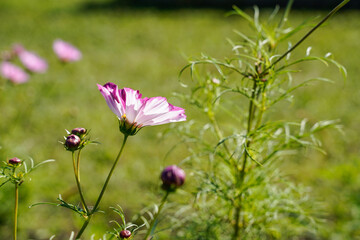 Pink and white cosmos flowers growing in a field.