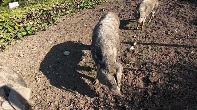 Video von drei niedlichen grunzenden Schweinen auf einem Feld