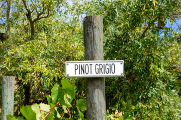 Pinot Grigio white wine grape variety outdoor sign on wooden post in summer vineyard