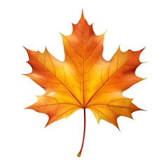 Obraz premium maple leaves isolated on white