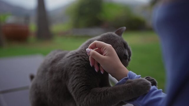 A gray british shorthair cat biting a woman's hand gently outdoors