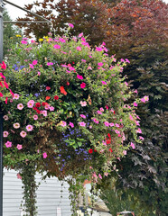 Huge, beautiful hanging basket floral designs adorning the Main Street in Toledo Oregon.