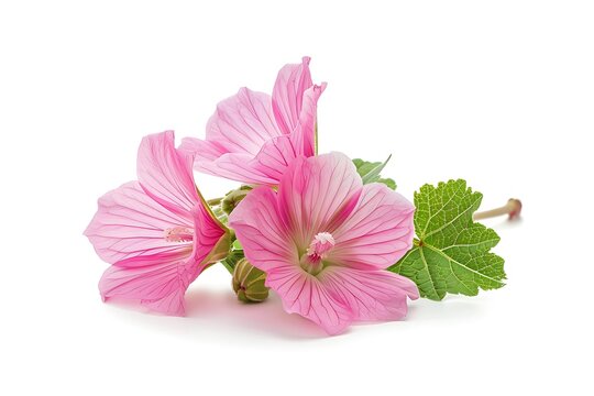Chinese mallow isolated on white background.